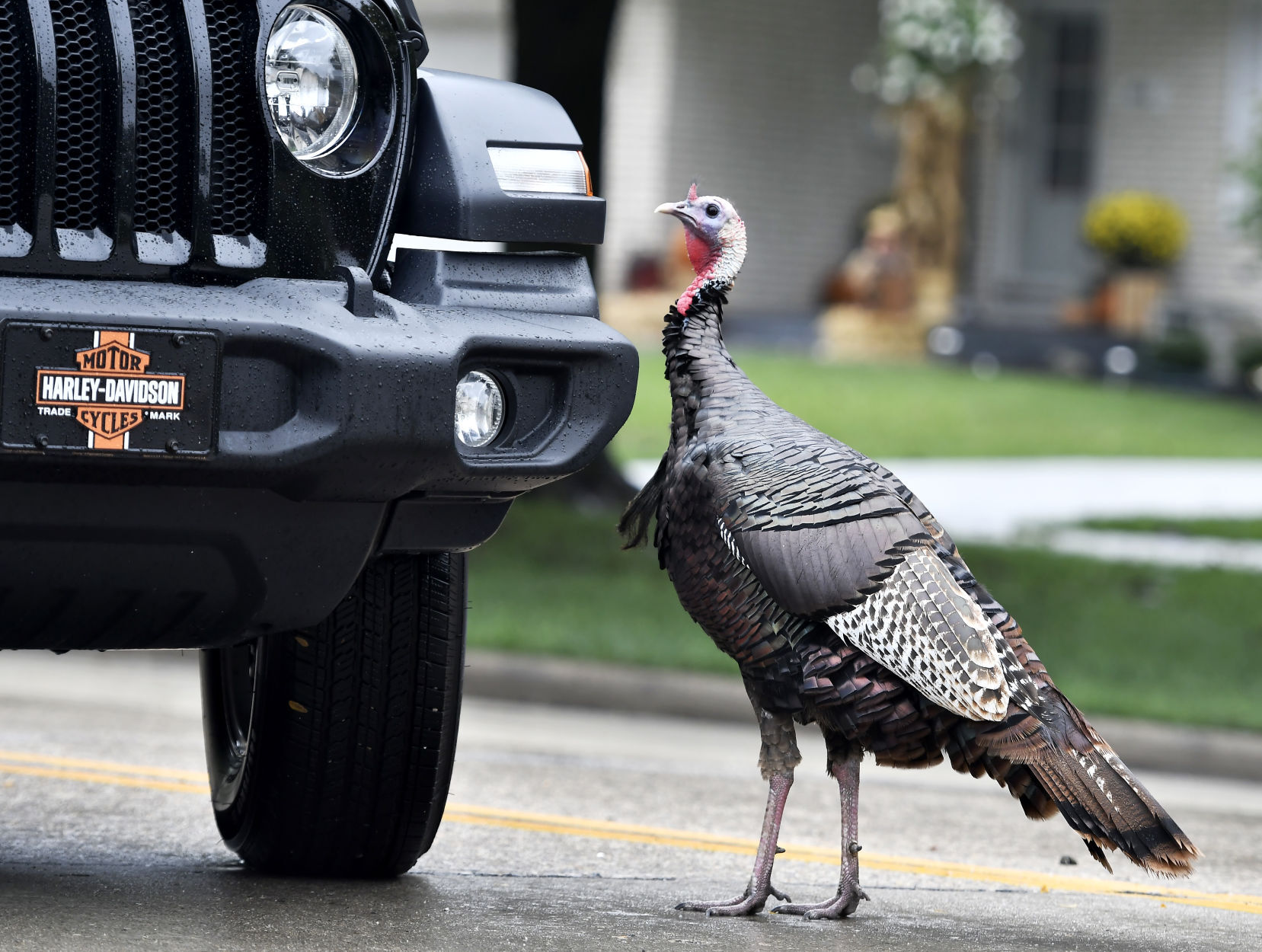 CARL - THE TURKEY